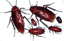 pest control maroochydore